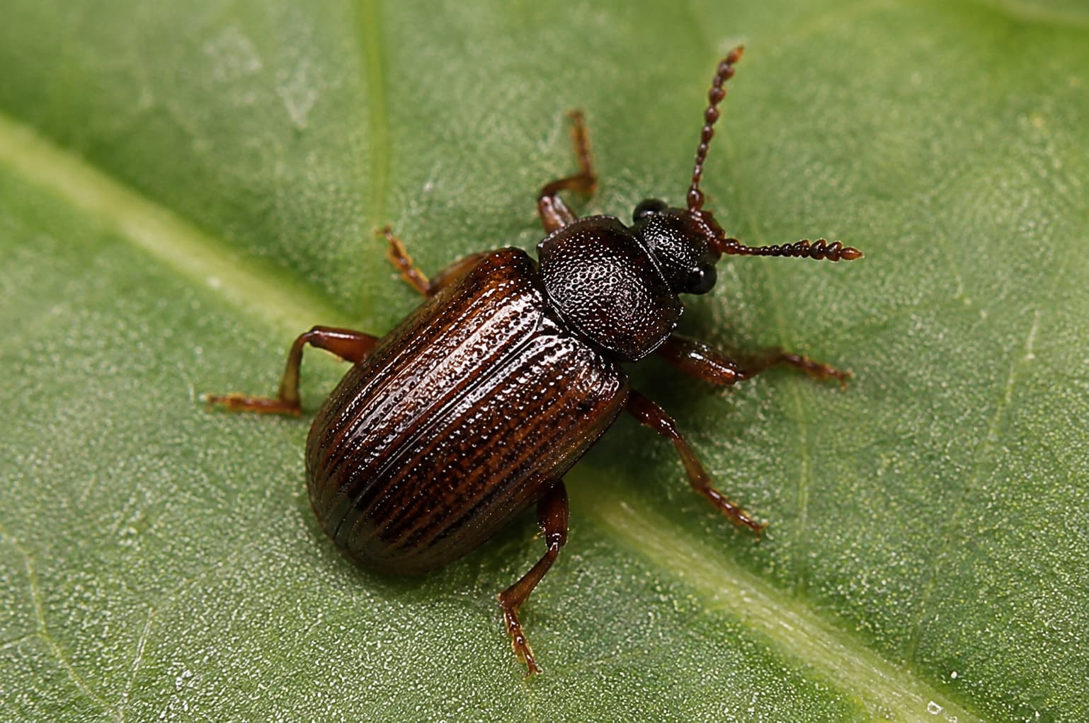 Beetle identification using AI