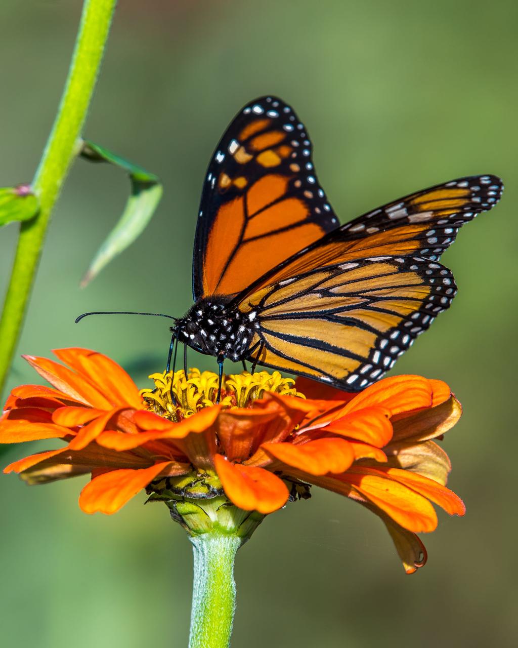 Butterfly identification using AI